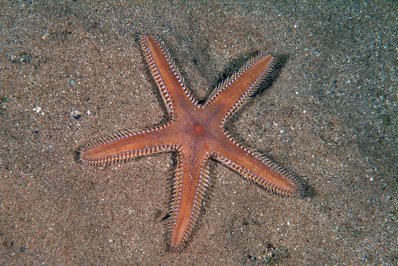 Astropecten platyacanthus